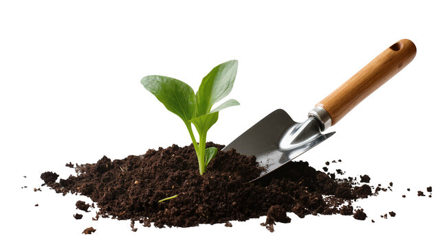 Young green seedling sprouting from dark soil with gardening trowel