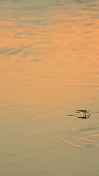 Common pond skater slides above water in breeding season; water skaters on surface