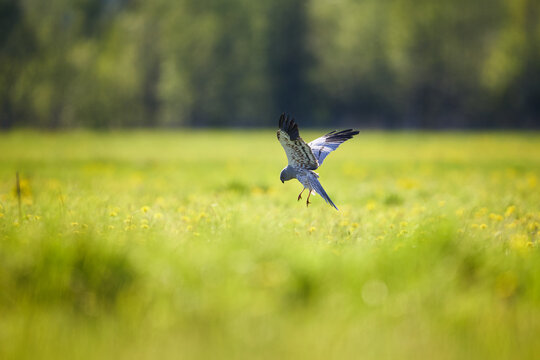 Montagu's harrier hovering over the meadow, hunting for prey in blurred environment