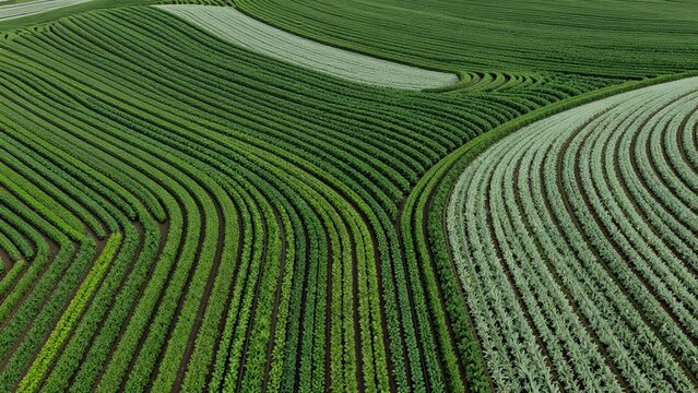 48. A photorealistic aerial render of a precision-arranged crop field pattern, rows of plants creating perfect parallel curves that follow the topography of gently rolling hills, the alternating rows