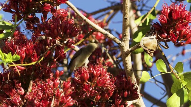 A female dusky sunbird sits on a branch of a South African tree fuchsia, surrounded by magnificent red blossoms, from whose calyxes she drinks nectar. Occasionally, the bird shakes its feathers.