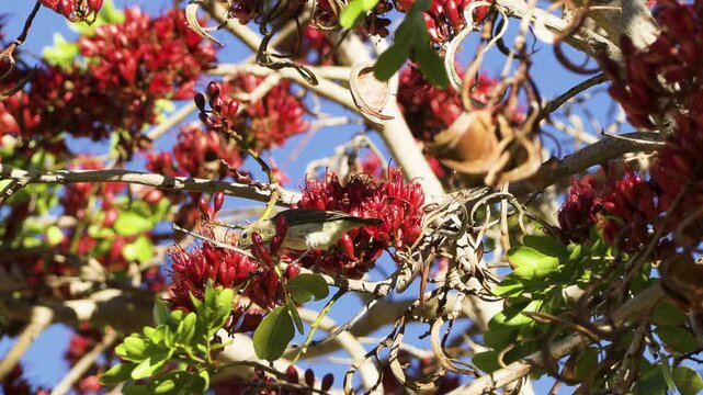 A female dusky sunbird perches on a branch, drinking nectar from the red flowers of a South African tree fuchsia. Another sunbird briefly flits into view.