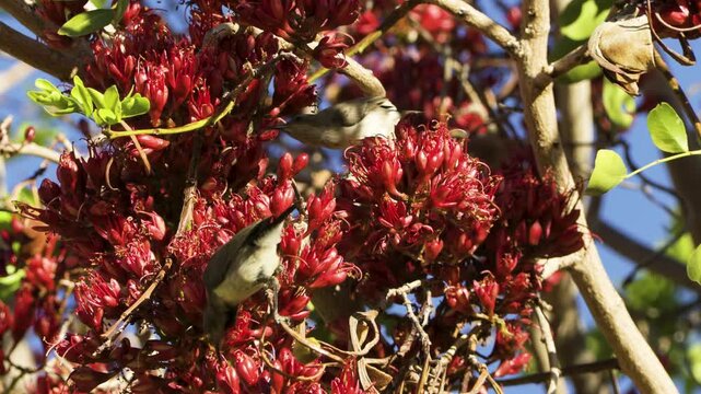 Female dusky sunbird drinking nectar from red blossoms of theSouth African tree fuchsia A second female joins her and does the same. The first bird flies away.