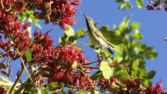 A female dusky sunbird stretches to reach a large red flower of the South African tree fuchsia from her branch. The bird pecks twice cautiously, then flies away in slow motion.