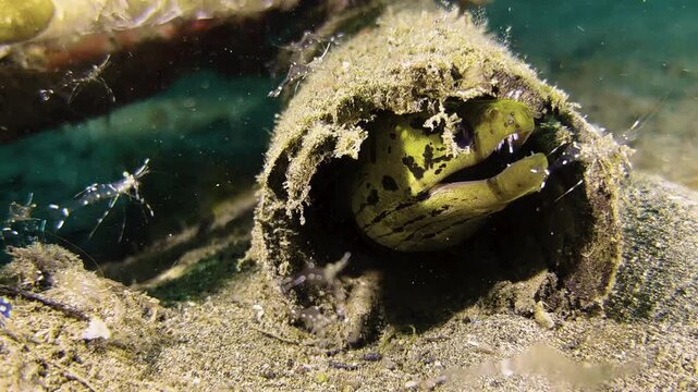 A fimbriated moray eel peers out from an algae-covered sewage pipe on the sandy seabed. Cleaner shrimp hover around the underwater creature, ready to rid the moray eel of parasites.