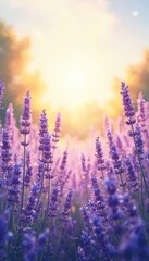 Fototapeta premium Close up of lavender field at golden hour. Sun shines through purple flower stalks creating soft bokeh light. Nature scene offers calm, peaceful atmosphere. Background shows blurred trees and sky.