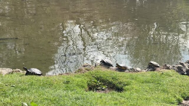 Turtles by the Pond: A serene tableau of turtles basking in the sun along the grassy bank of a tranquil pond, their shells reflecting the soft light and the surrounding nature.