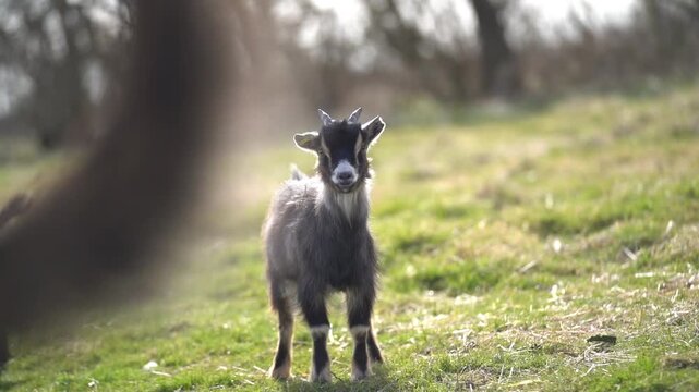 Portrait of pygmy goat standing in field looking around in natural sunlight