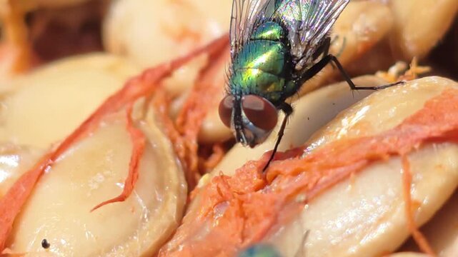 
​Common green bottle flies (Lucilia sericata) feeding on a pumpkin. 1_1
