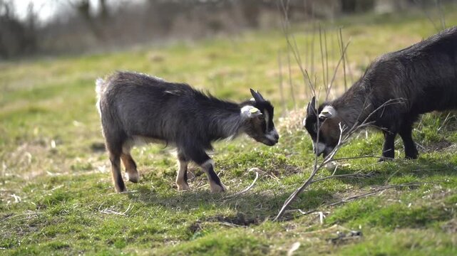 Slow motion of two pygmy goats walking and interacting in natural outdoor setting