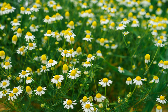 Blooming chamomile Matricaria chamomilla flowers in meadow, white petals and yellow centers, medicinal plants, summer field, natural floral background