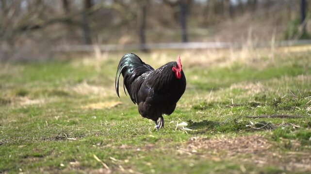 Orpington rooster walking and foraging in green grass in natural rural setting
