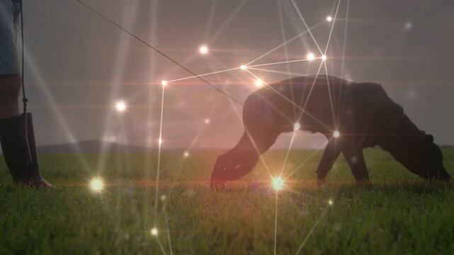 Sunrise starting node overlay while owner walking dog, leash shifting, dog sniffing grass for walk