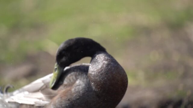 Slow motion portrait of grey Indian Runner Duck with water droplets in natural setting