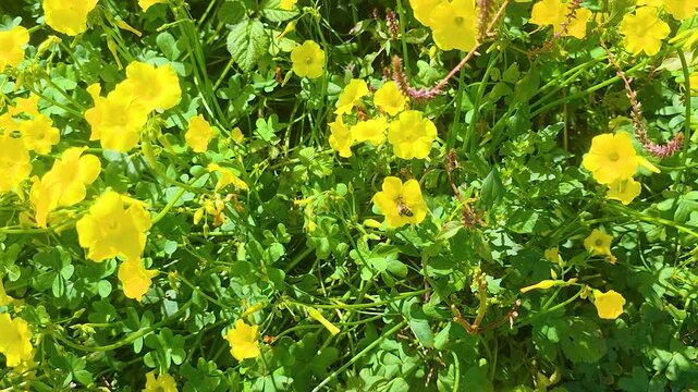A bee flits among bright yellow flowers in a sunlit garden. Ideal for nature and pollination themes, showcasing vibrant colors and serene outdoor settings.