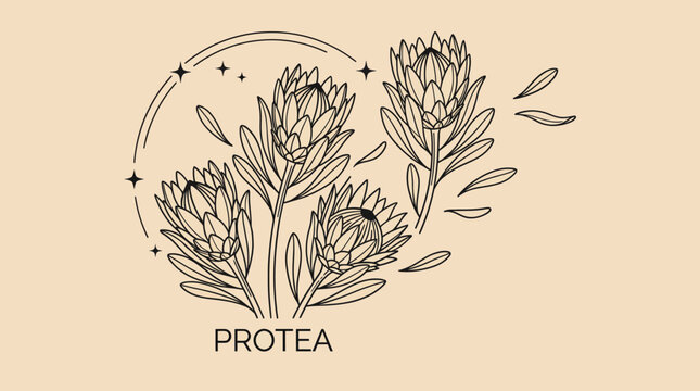 Hand-drawn Protea botanical illustration with three flowers in line art on a beige background for nature-inspired decor and floral wall art