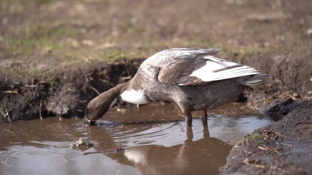 Grey Indian Runner Duck standing in shallow water foraging in mud in natural setting