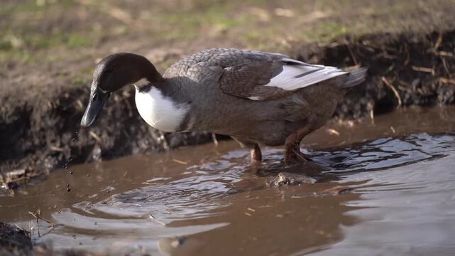 Slow motion of grey Indian Runner Duck foraging in mud and shallow water