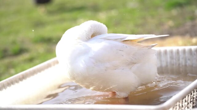 White Indian Runner Duck preening in sunlight in small pond showing natural behavior