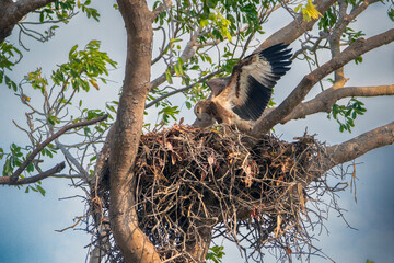 Fototapeta premium White bellied sea eagle nesting over a top of a very high tree