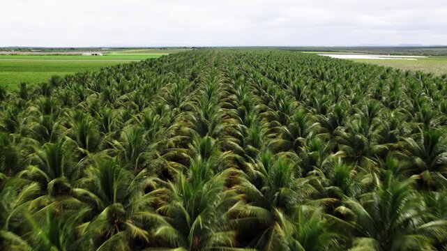 Drone flying over a coconut grove, Petrolina, Permabuco, Brazil