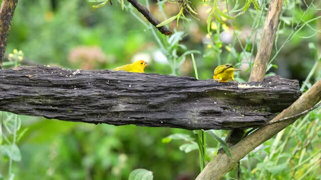 Footage of two canaries perched on a thick tree trunk while feeding, showing interaction and natural bird behavior in a green outdoor setting. The scene highlights balance, movement and feeding activi
