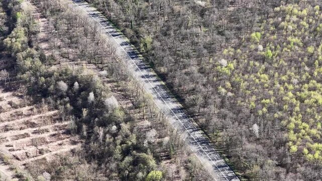 Aerial view of a straight road with a white line slicing through a dense forest with trees starting to sprout new leaves, Sausheim, Grand Est, France.