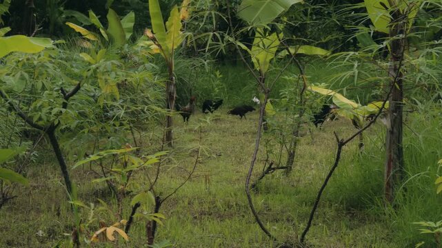 A group of chickens roaming freely in a tropical rural setting surrounded by cassava plants, banana trees, and dense green bushes. Natural village atmosphere with organic farming vibe.