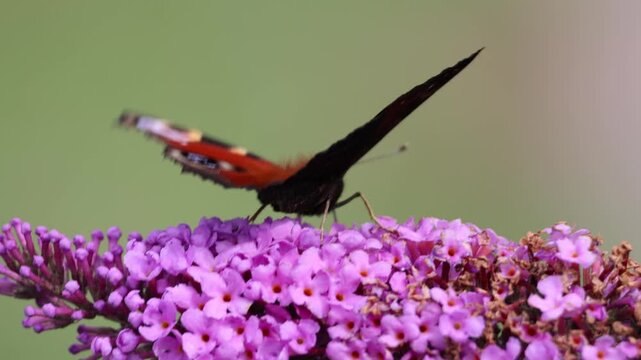 Peacock butterfly with open wings feeding on purple buddleia flower nectar