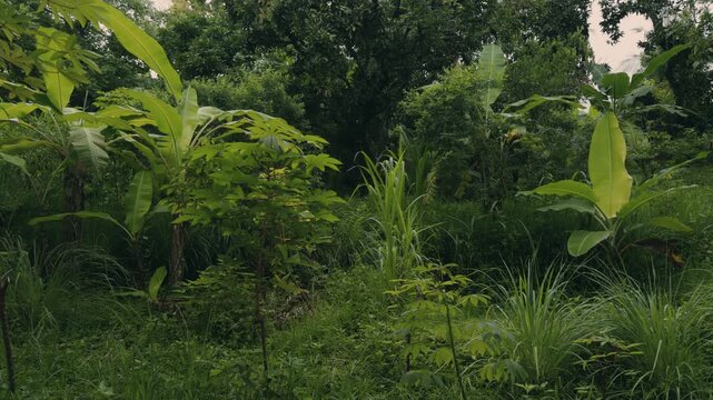 A vibrant tropical garden filled with banana trees, cassava plants, mango tree, and lemongrass. Rich green vegetation creates a peaceful rural atmosphere ideal for agriculture and nature themes.