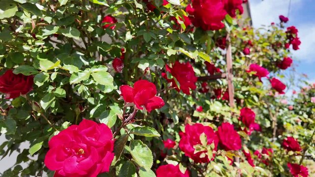 Red roses climbing a garden trellis under a bright summer sky
