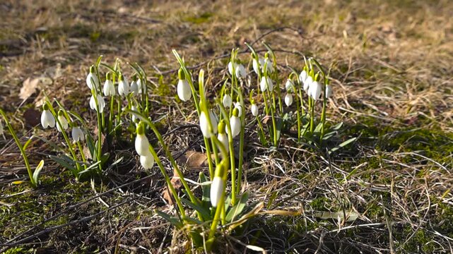 White blooming snowdrop flowers sprouting from the ground in early spring on a sunny day. Fragile Galanthus nivalis, a symbol of purity and hope, growing in a wild meadow with green grass