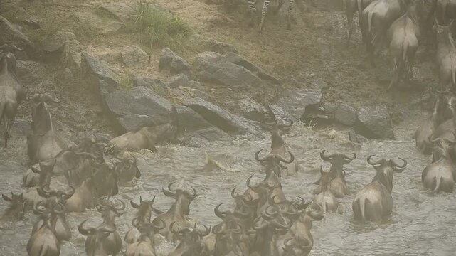 herd of wildebeest crossing the Mara River during the the wildebeest migration.