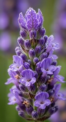 Obraz premium Close-up of a beautiful lavender flower in bloom.
