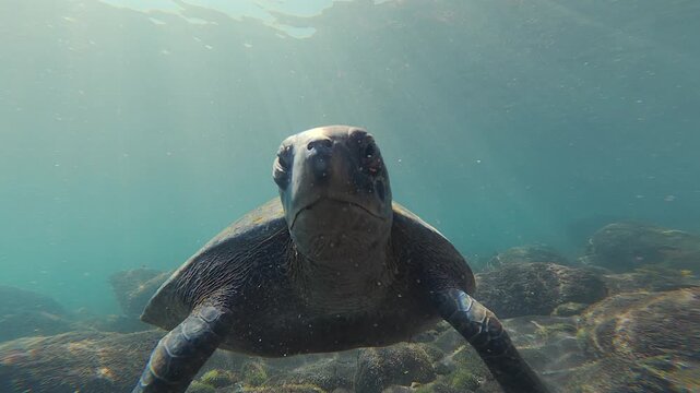Wild green sea turtle gliding through clear Galapagos ocean underwater