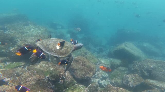 Green sea turtle swimming over coral reef in Galapagos Islands