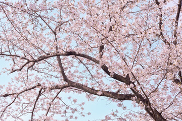 Obraz premium 青空と満開の桜の枝 春の自然風景