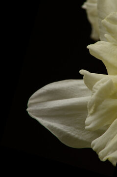 Yellow daffodil flower on black background with copy space for elegant floral design. Elegant yellow daffodil flower edge composition on dark background with copy space