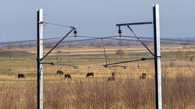 Free roaming Heck cattle in Oostvaardersplassen nature reserve, sometimes called the Dutch Serengeti; overhead line gantry for trains interferes with the wilderness image
