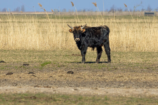 Heck calf, born in the wild in Oostvaardersplassen nature reserve, sometimes called the Dutch Serengeti
