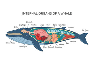 Detailed illustration of the internal anatomy and organs of a whale, showcasing its biological systems © Chico Store