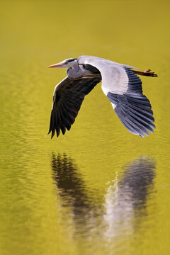 Graureiher fliegt &uuml;ber den Teich