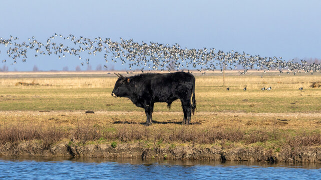 Free roaming Heck cattle with a large flock of barnacle geese taking to the air in Oostvaardersplassen nature reserve, sometimes called the Dutch Serengeti