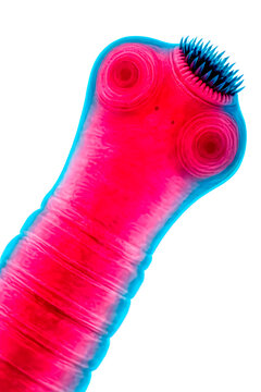 Taenia Tapeworm Head. Cestode Scolex, Parasitic Worm Anatomy, Helminth Illustration