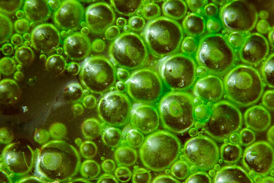 Oxygen bubbles beneath a thin film of filamentous microalgae growing on the water surface