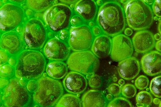 Oxygen bubbles beneath a thin film of filamentous microalgae.