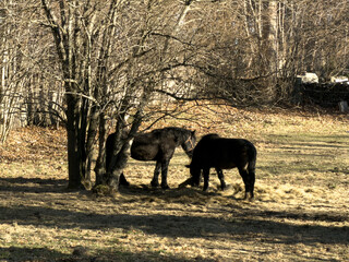 Fototapeta premium Two dark horses peacefully graze on dry winter grass under bare trees, embodying a tranquil rural scene and the resilience of farm animals in nature