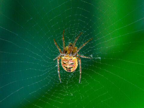 Orb-weaver spider Zilla diodia positioned at the center of its web