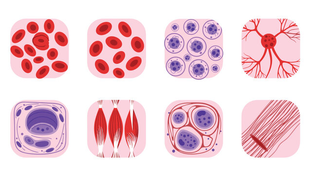 Set of microscopic illustrations of different human body cells including blood cells muscle fibers nerve cells and various tissue structures.