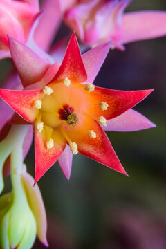 Red-flowered Echeveria (family Crassulaceae) in a succulent plant collection